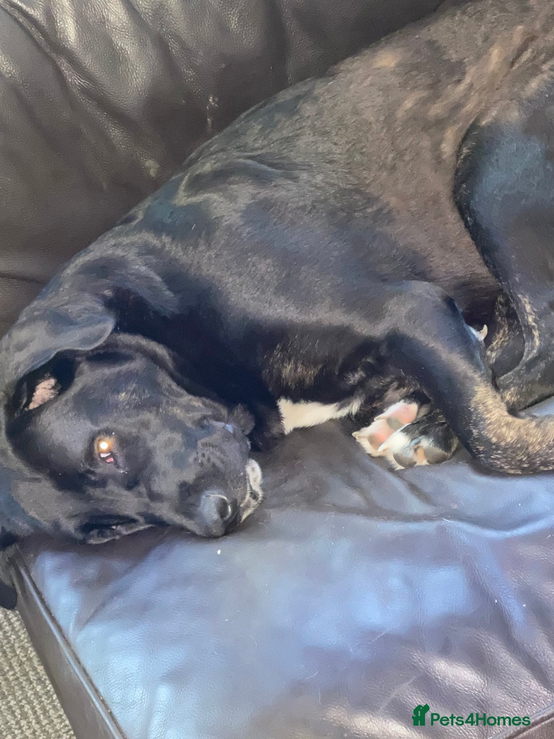 Mixed Breed dogs for sale: English mastiff x Belgian malinois - Image 7