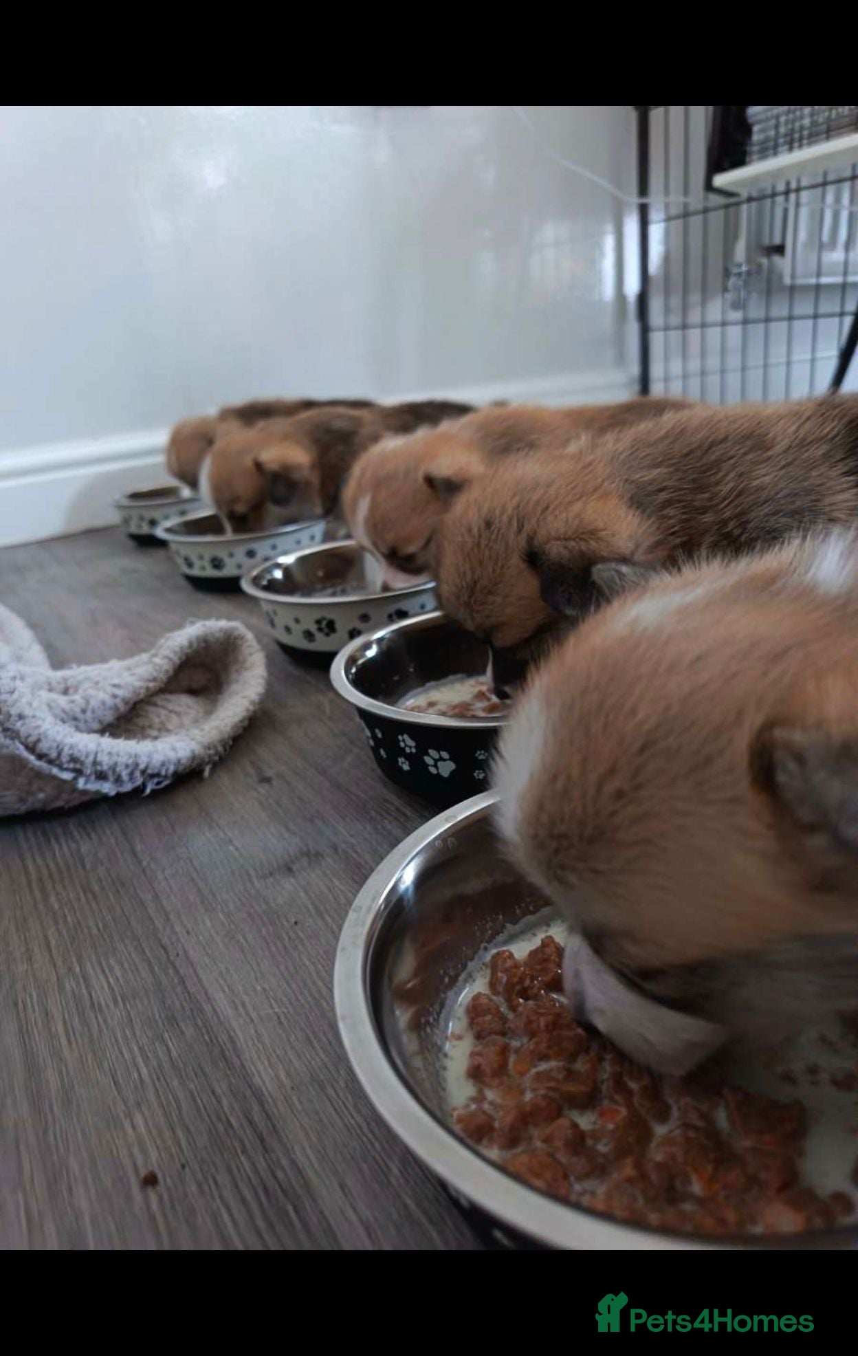 Welsh Corgi Pembroke dogs Welsh Pembroke Corgi puppy's for sale - Advert 11