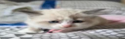 Ragdoll cats for sale: Beautiful Ragdoll kittens  - Advert 6