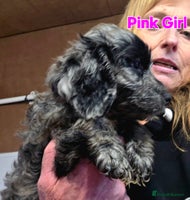 Cockapoo dogs - Advert 2