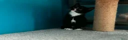 Mixed Breed cats for sale: 4 kitten looking for lovely home  - Advert 12