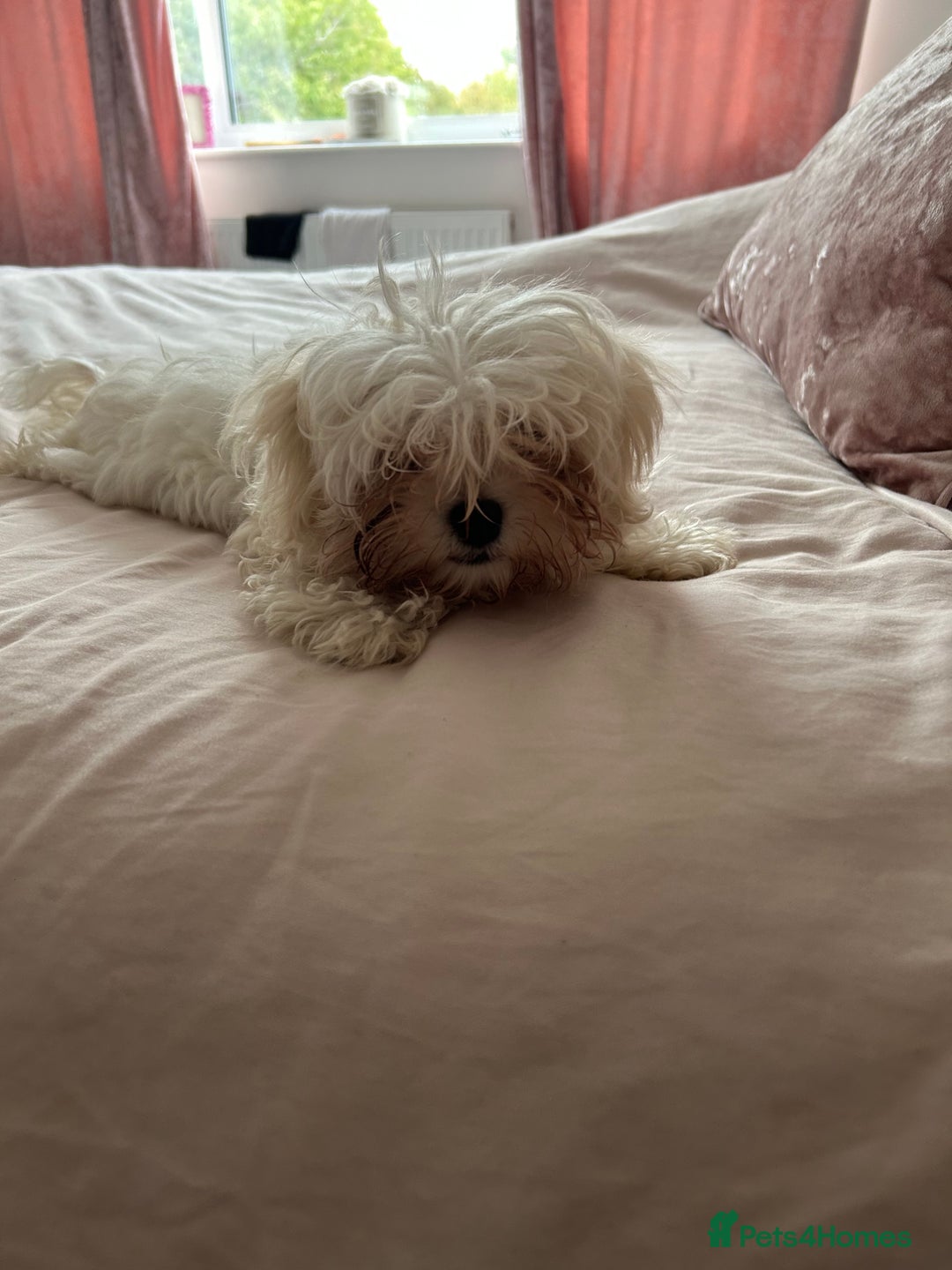 Maltese dogs for sale: 1 puppy back up for sale because of time wasting  - Image 21
