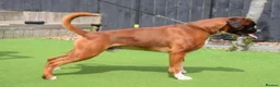 Boxer dogs for stud: Fully Health tested euro / kc reg Boxsanuk Gelso  - Advert 2