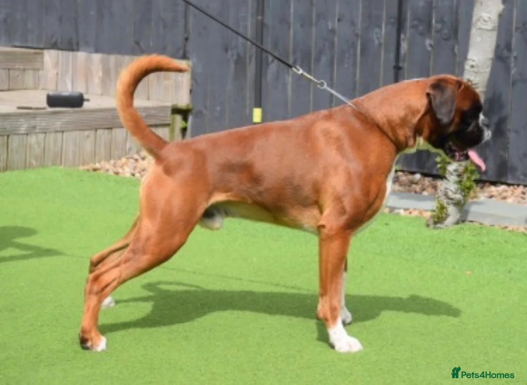 Boxer dogs for stud: Fully Health tested euro / kc reg Boxsanuk Gelso  - Advert 2