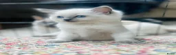 Ragdoll cats for sale: Beautiful ragdoll kittens blue and mitted - Advert 2