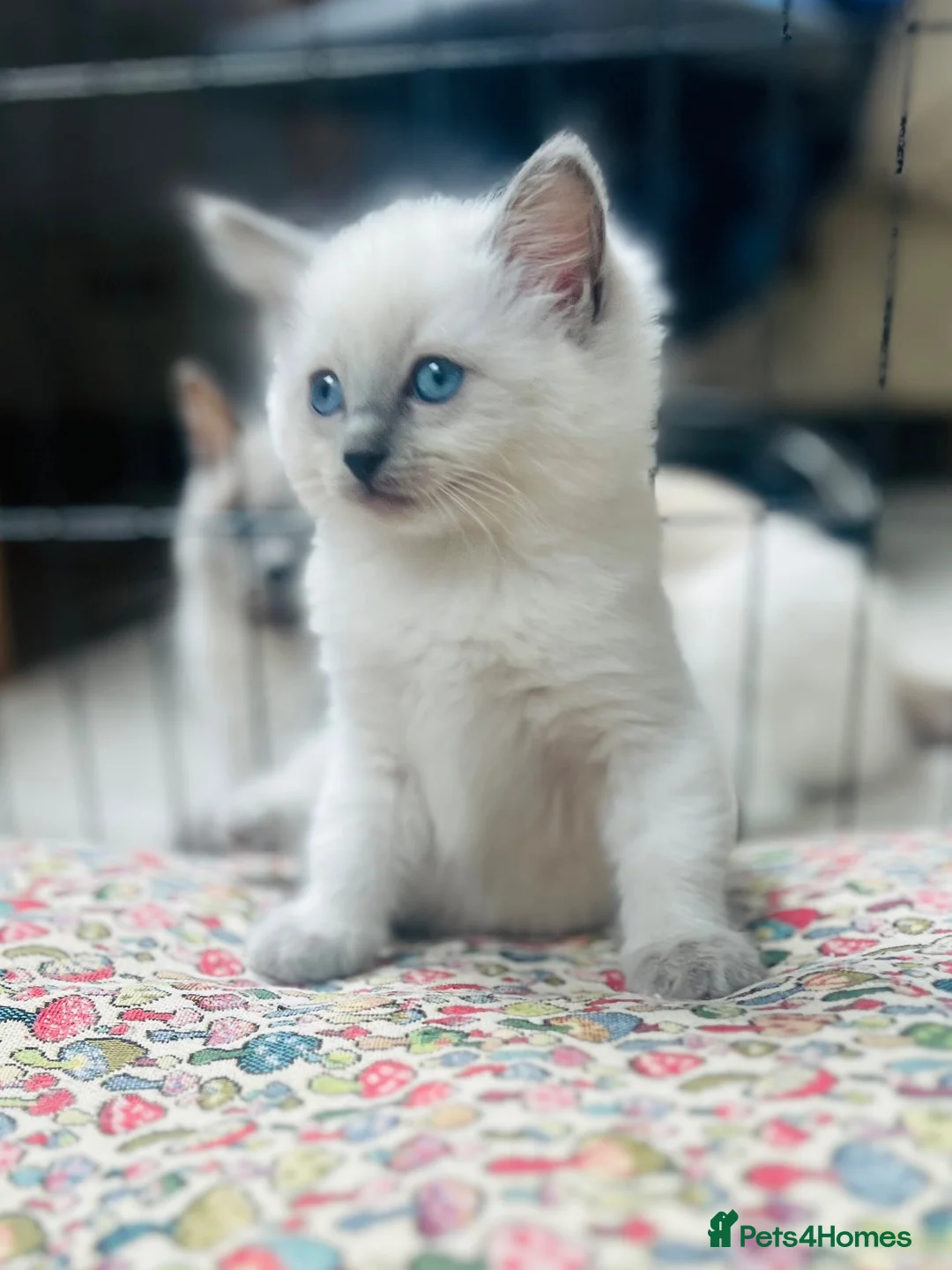 Ragdoll cats for sale: Beautiful ragdoll kittens blue and mitted - Advert 2
