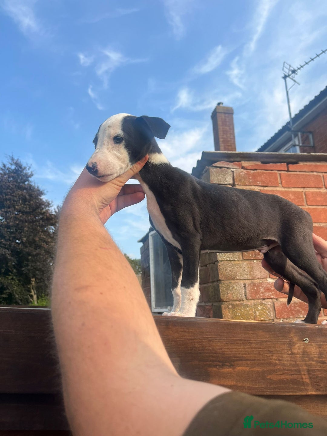 Whippet dogs for sale: 3 beautiful whippets  - Image 7