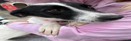Mixed Breed dogs for adoption: Rama - Norwich Norfolk  - Advert 9