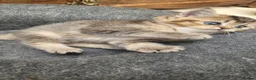 Scottish Fold cats for sale: Scottish fold  - Advert 28