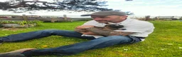Goats livestock for sale: Beautiful tri coloured pigmy goat with kid at foot in Cowbridge - Advert 4