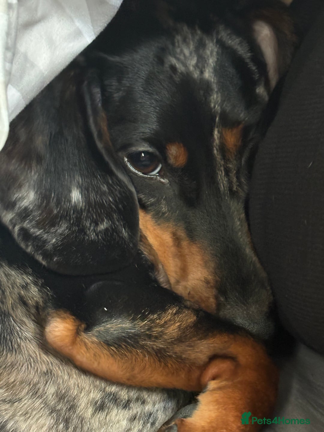 Dachshund dogs for sale: Mica needs a new home- (rehome) - Advert 7
