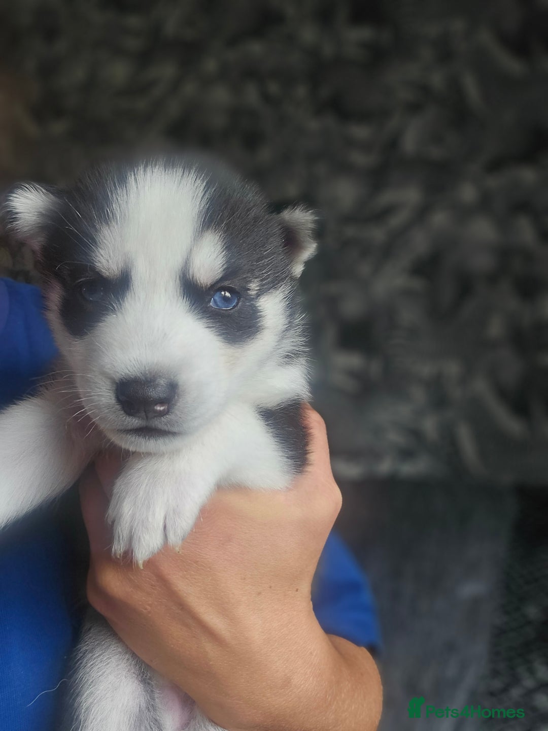 Siberian Husky dogs for sale: Gorgeous Litter of Husky Puppies - Image 12