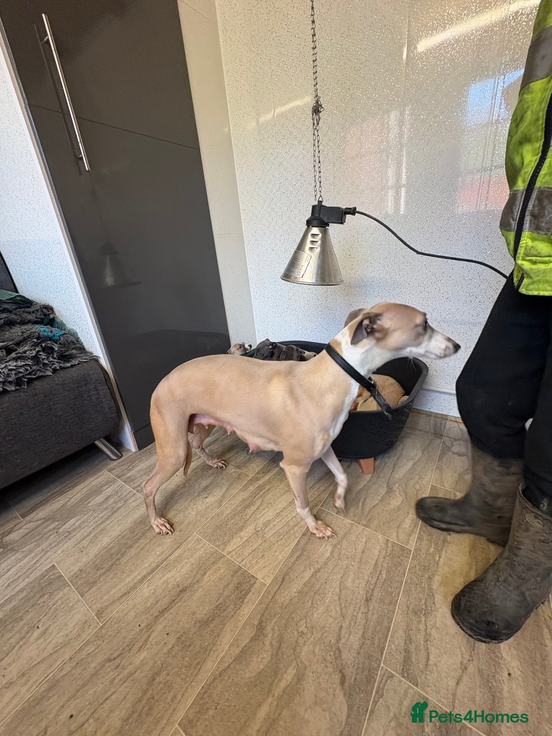 Whippet dogs for sale: 5 beautiful kc registered whippit puppies  - Advert 20