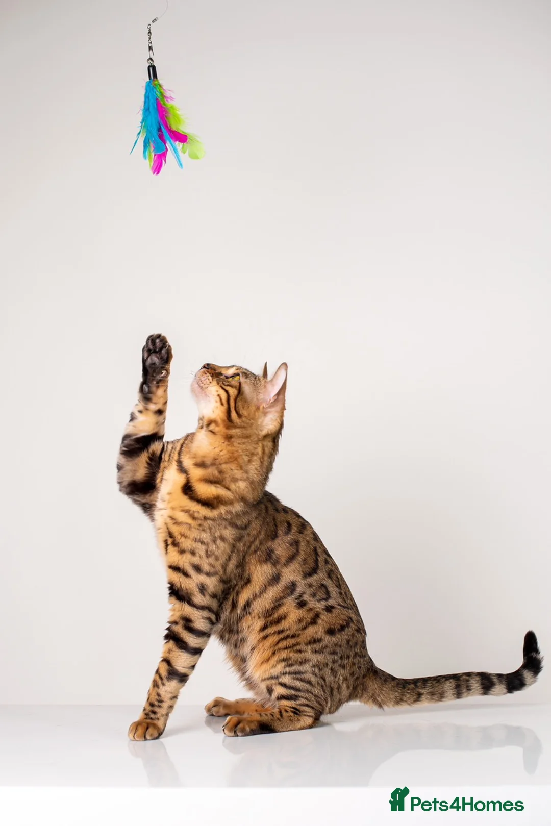 Bengal cats for stud: Stud cat Tica actives 5 generations pedigree  in Barnsley - Advert 12