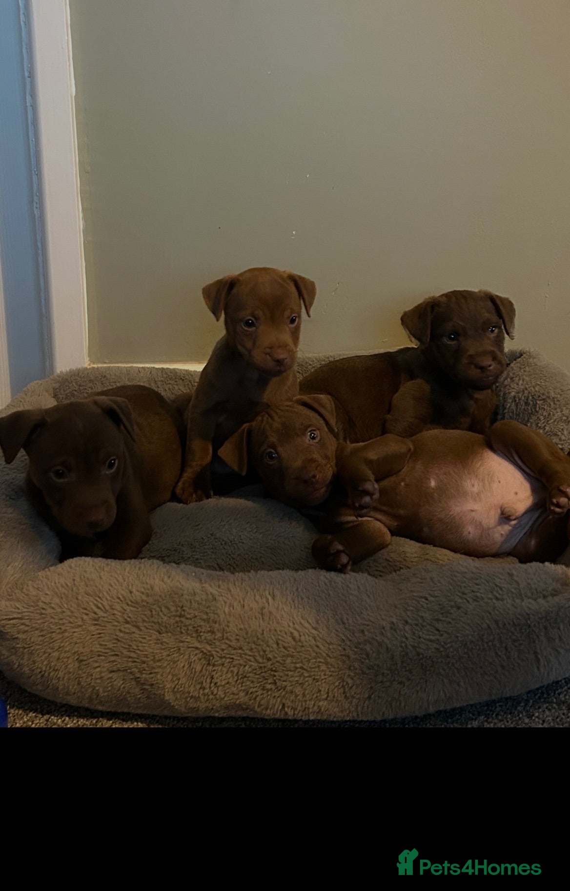 Patterdale Terrier dogs Patterdale puppies - Advert 1