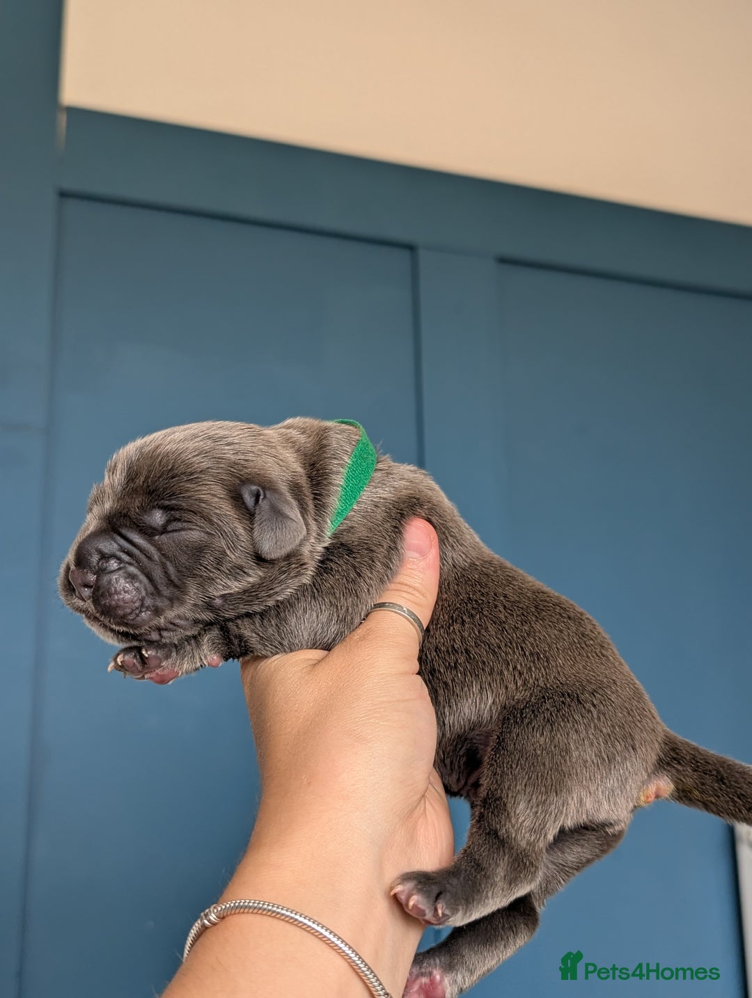 Cane Corso dogs for sale: European cane corsos  - Image 21