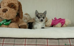 Pomsky dogs for sale: 5 tiny toy pomsky pups - Image 16