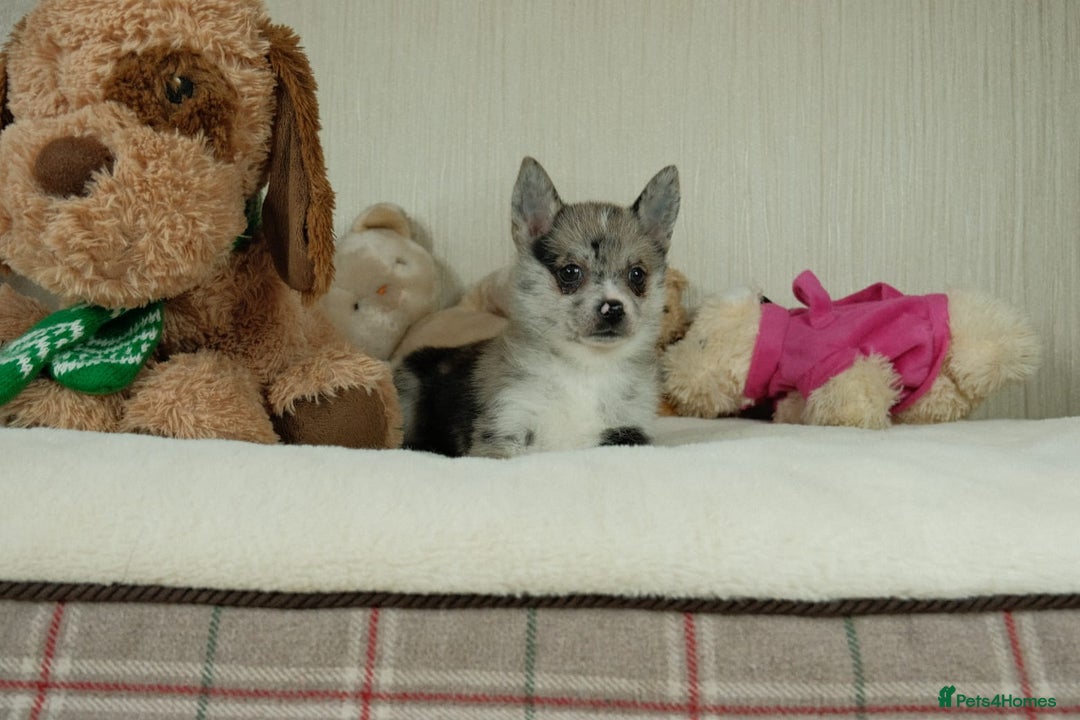 Pomsky dogs for sale: 5 tiny toy pomsky pups - Image 16