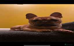 French Bulldog dogs for stud: Arnie  - Image 4