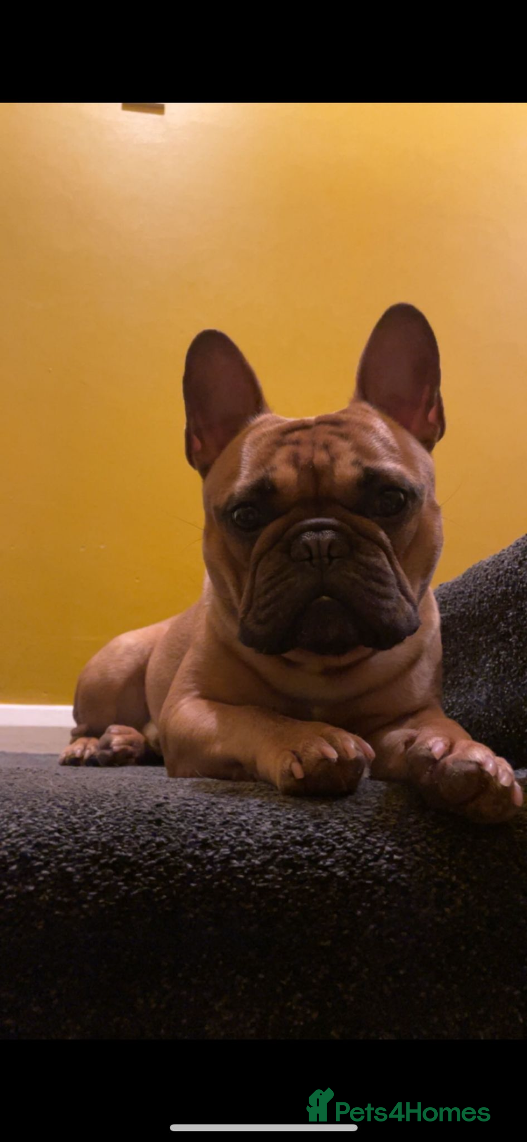 French Bulldog dogs for stud: Arnie  - Image 4