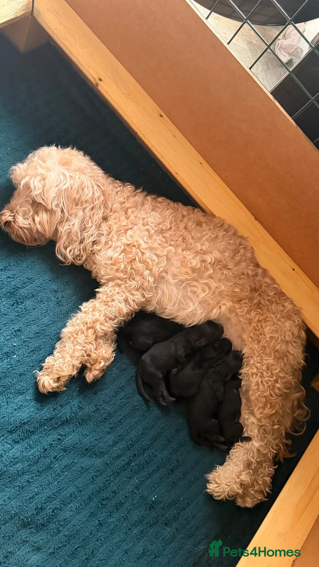 Cockapoo dogs for sale: Cockapoo Puppies – Taking Reservations 🐾 - Advert 2