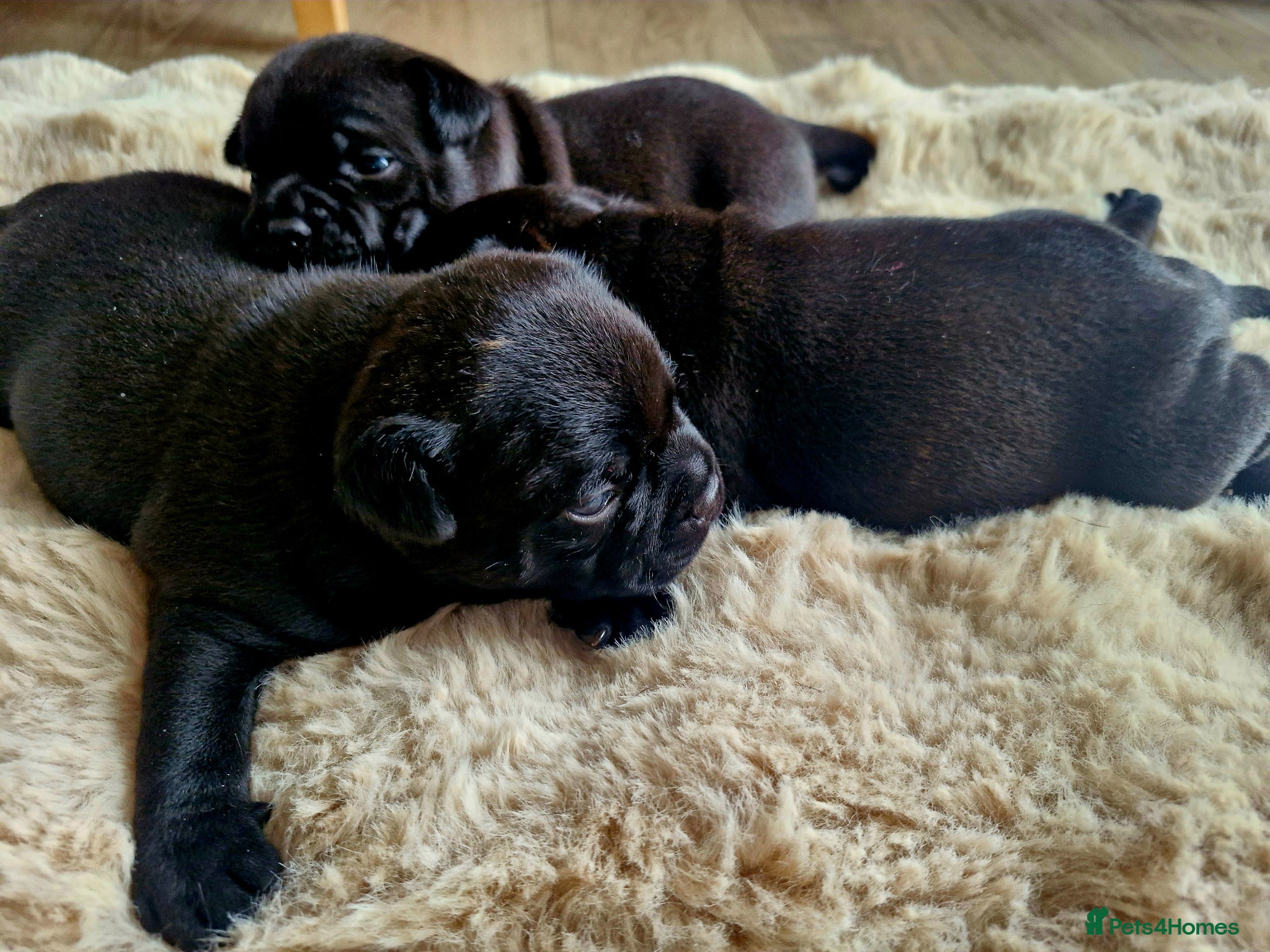 Staffordshire Bull Terrier dogs Kassius Staffordshire bull terrier pups for sale  - Advert 1