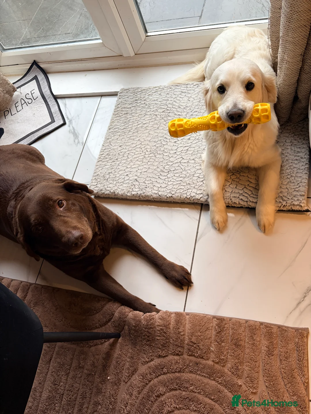 Golden Retriever dogs for sale: 23 month old golden retriever girl - Advert 2