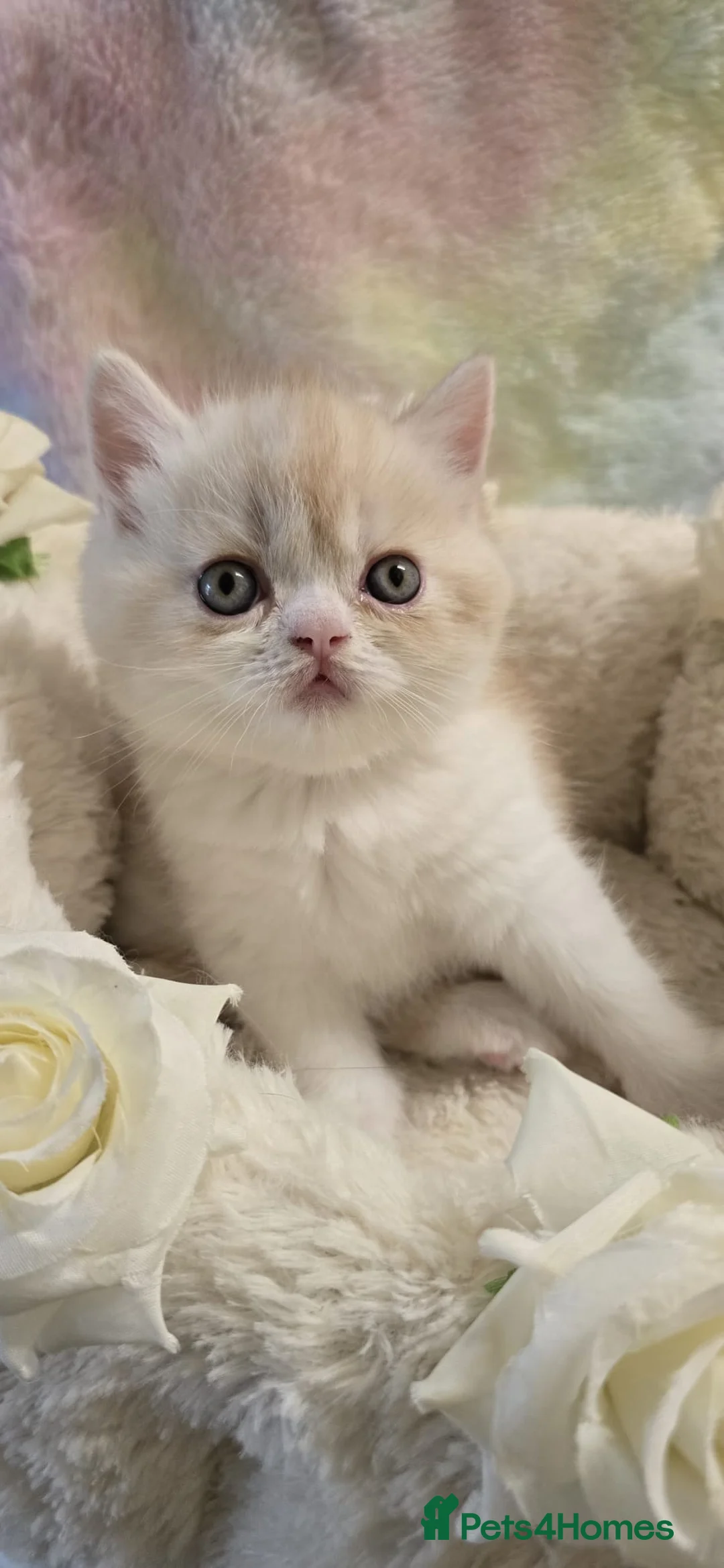 Persian cats for sale: 3 Pure bred Persian kittens for sale - Advert 4