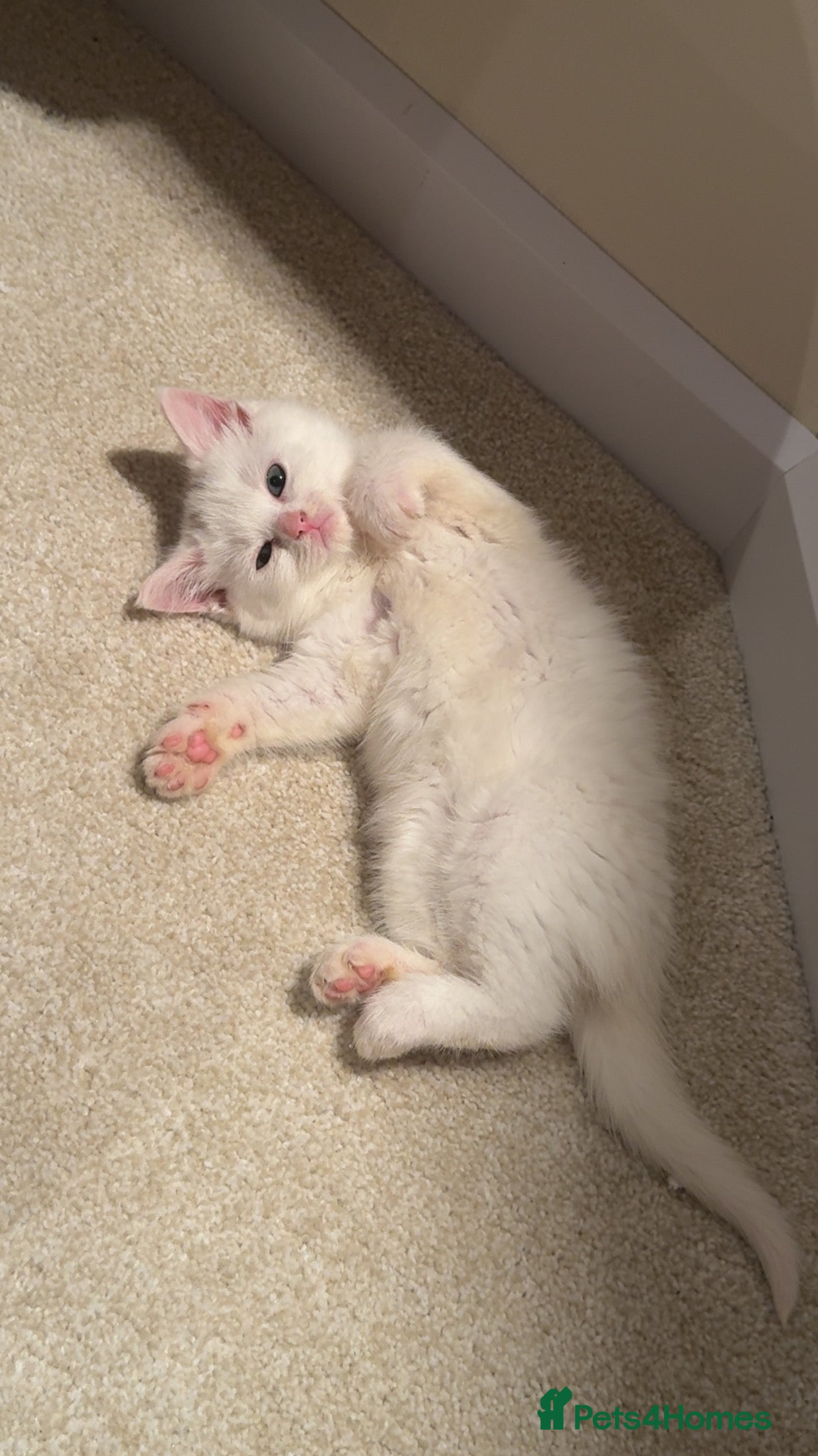 Mixed Breed cats Siberian x British Shorthair  - Advert 18