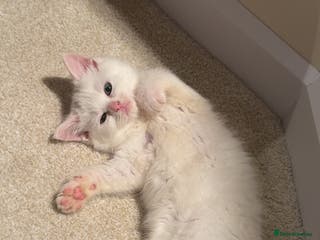 Mixed Breed cats Siberian x British Shorthair - Advert 13