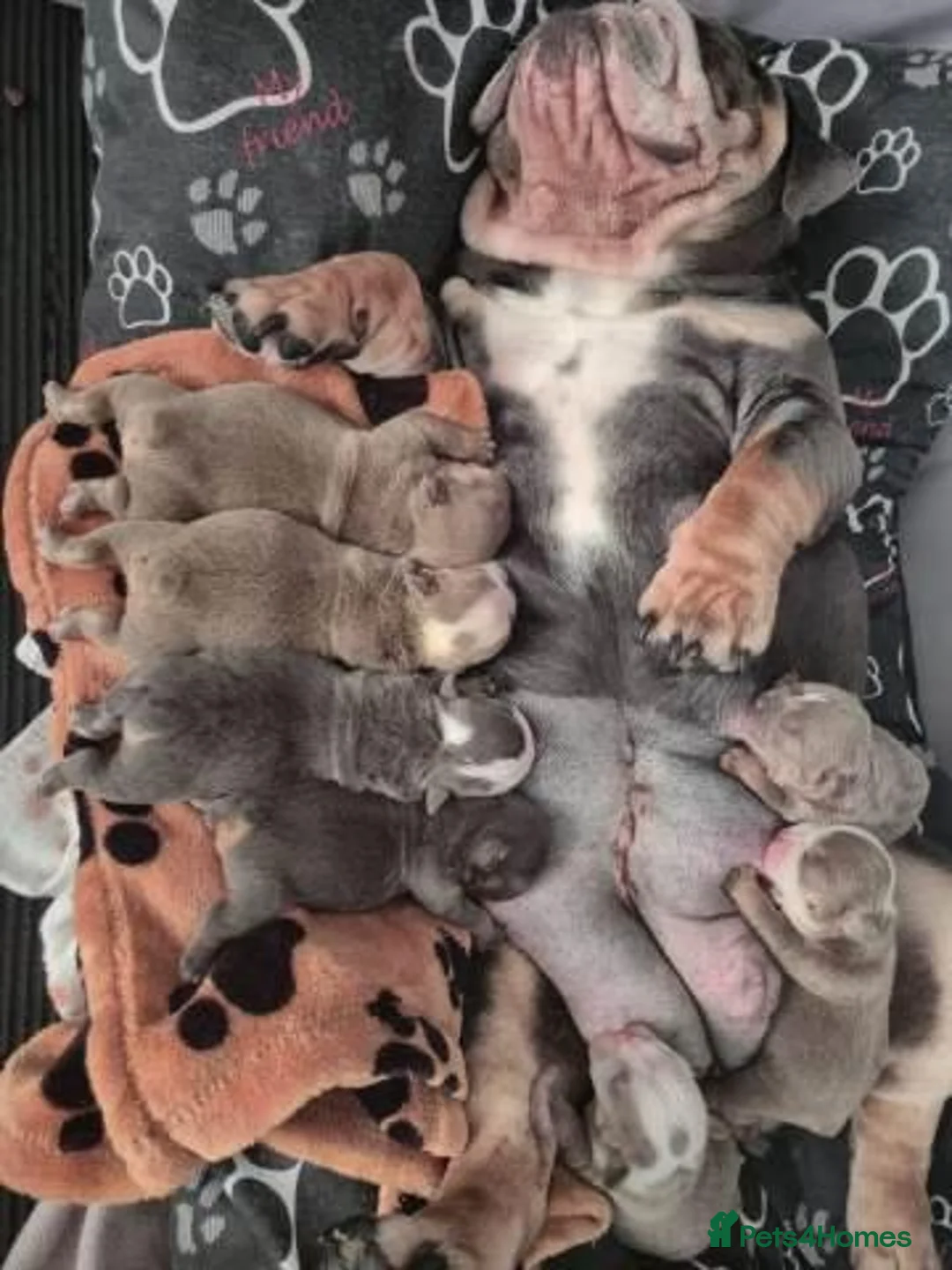 English Bulldog dogs for sale:  English Bulldog Puppies – 2 Boys & 2 Girls - Advert 1