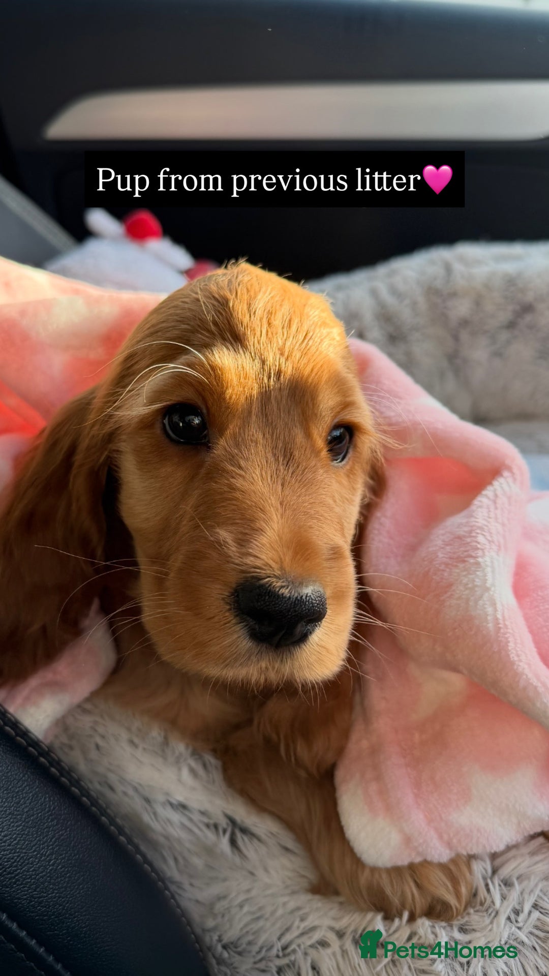 Cocker Spaniel dogs for sale: Waiting list now open🌟Villaspaniol lines - KC REG - Advert 8