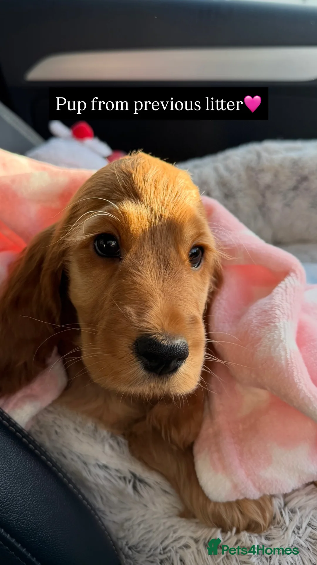 Cocker Spaniel dogs for sale: ✨🩷2 Girls Available 🎀Villaspaniol lines - KC REG - Advert 8