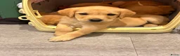 Labrador Retriever dogs for sale: Quality Labrador puppies  - Advert 7
