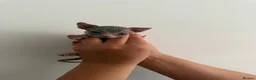 Sphynx cats for sale: Canadian sphinx  - Advert 6