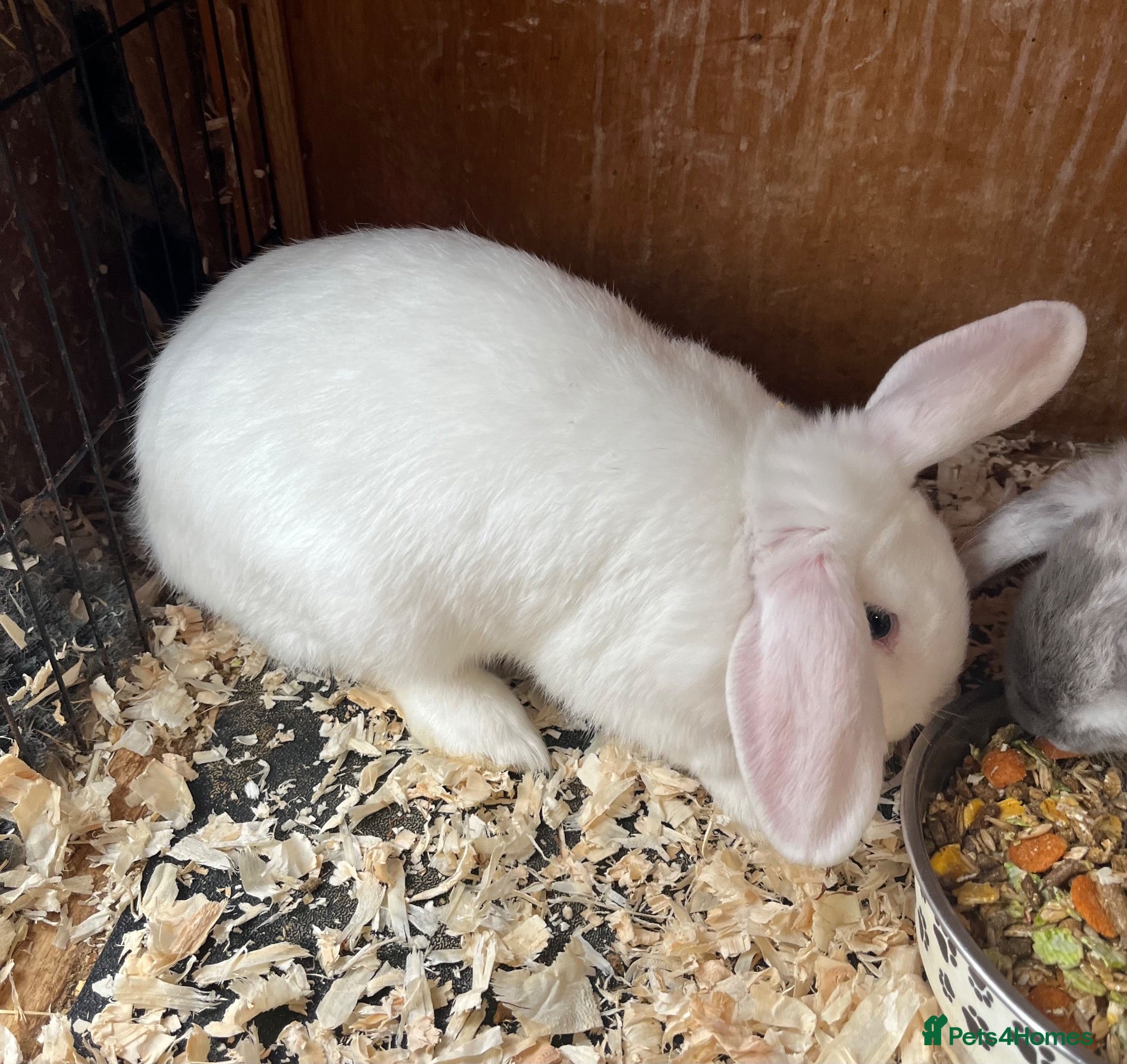 Mini Lion Lop rabbits Late summer babies  - Advert 1