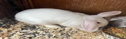 Mini Lion Lop rabbits for sale: Late summer babies  - Advert 1