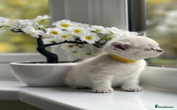 British Shorthair cats for sale: British Shorthair colour point kittens white  - Image 16