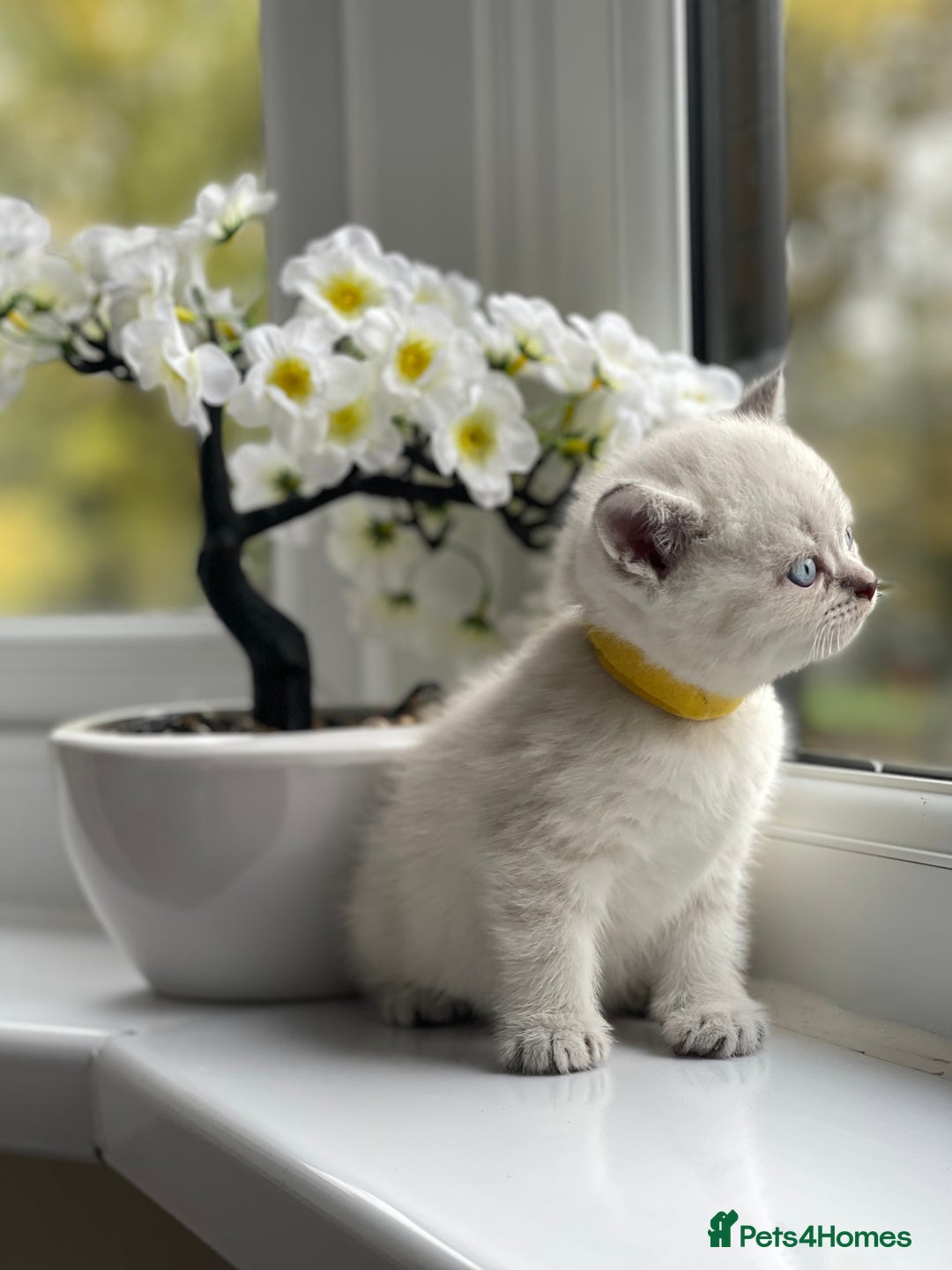 British Shorthair cats for sale: British Shorthair colour point kittens white  - Image 16