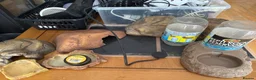Mixed Breed reptiles for sale: Different reptiles for sale - Advert 5