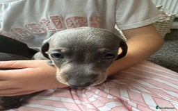 Dachshund dogs for sale: Miniature dachshunds ready now 💗 - Image 3