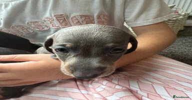 Dachshund dogs - Advert 11