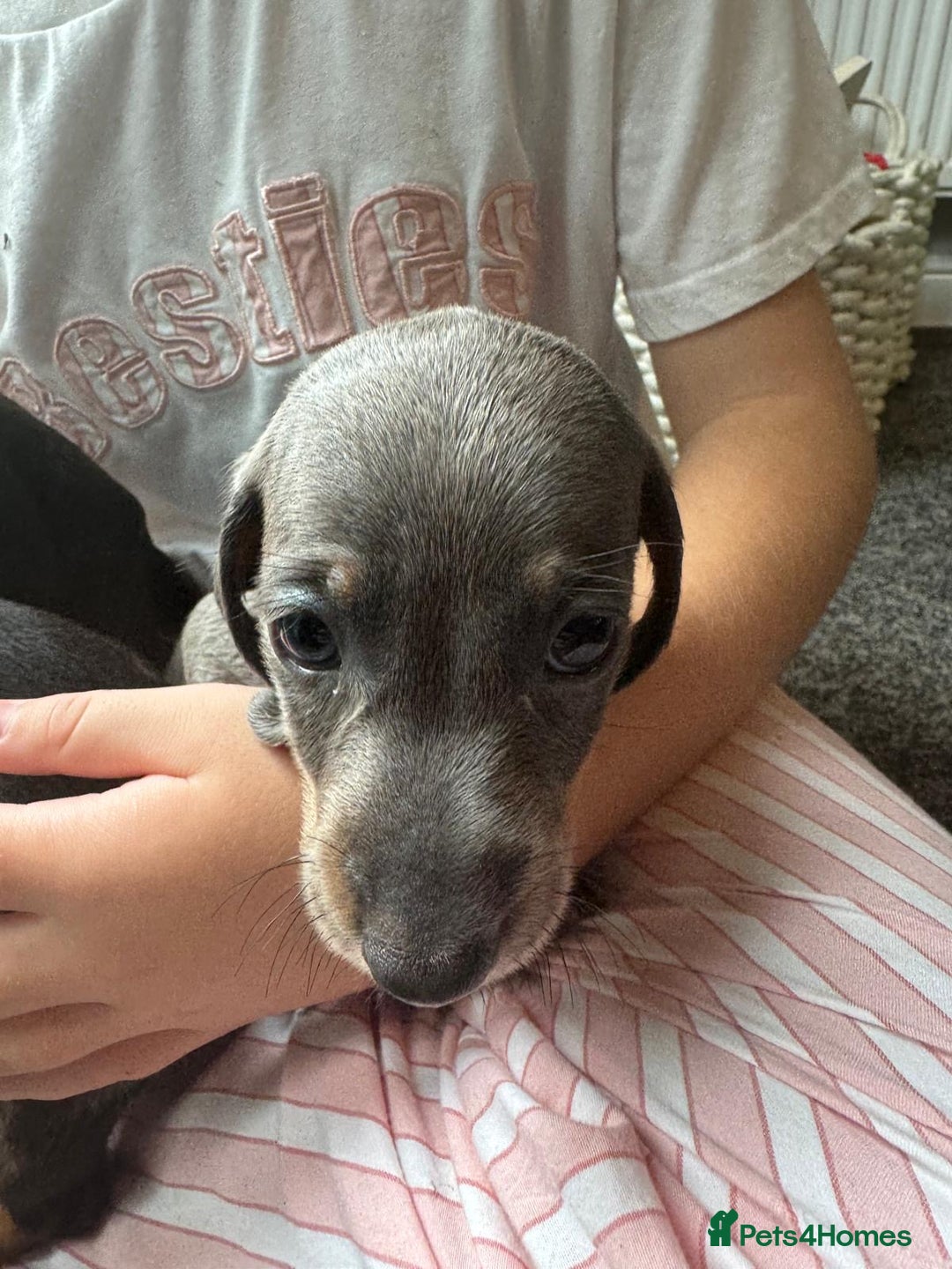 Dachshund dogs for sale: Miniature dachshunds ready now 💗 - Image 3
