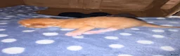 Mixed Breed cats for sale: 4 maincoon cross tabby kittens  - Advert 14