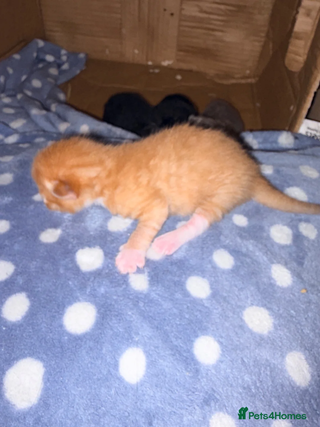 Mixed Breed cats for sale: 4 maincoon cross tabby kittens  - Advert 14