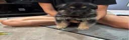German Shepherd dogs for sale: German shepherd puppies available in Cardiff - Advert 4