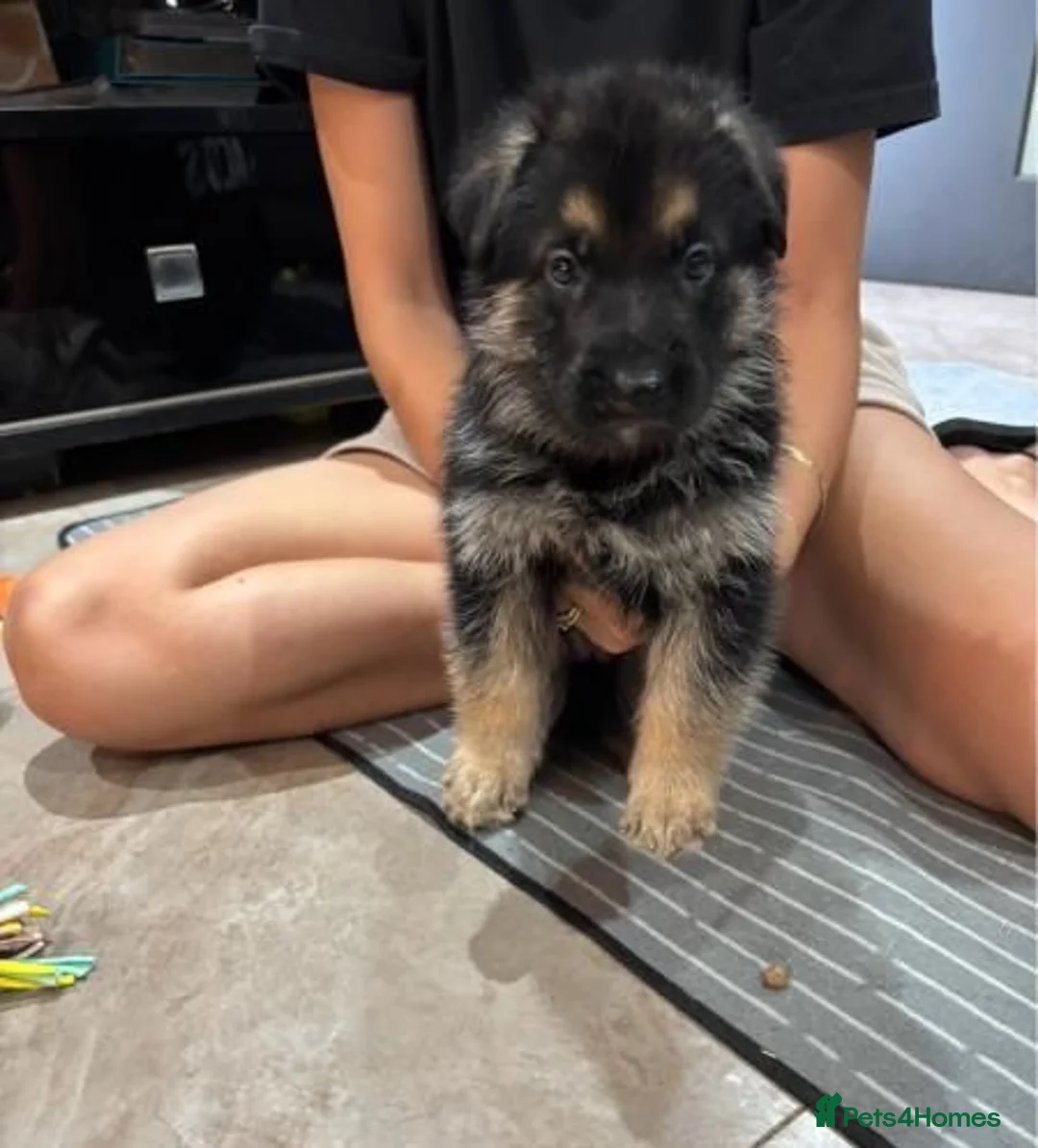 German Shepherd dogs for sale: German shepherd puppies available in Cardiff - Advert 4