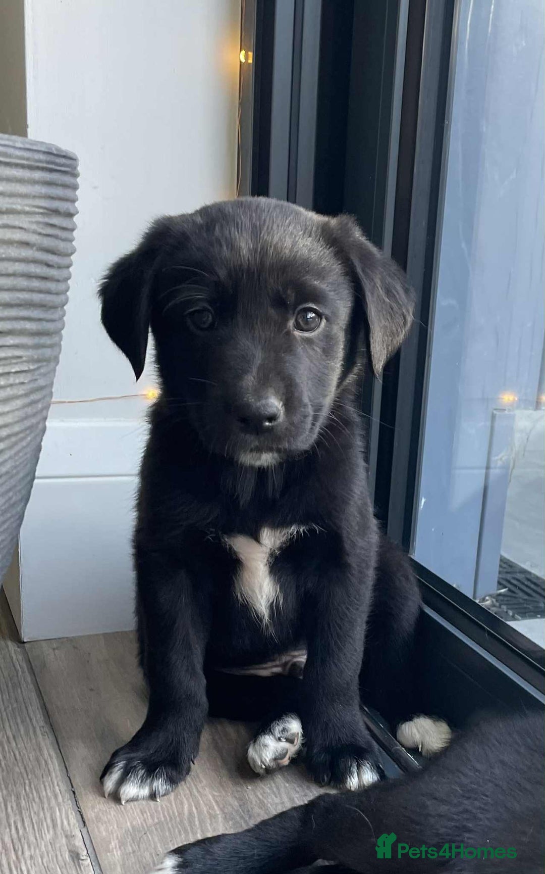 Borador dogs for sale: Borador puppies ready for new homes - Image 10