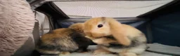 Mini Lop rabbits for sale: Beautiful Mini Lop, Bonded Sisters in Newcastle upon Tyne - Advert 11
