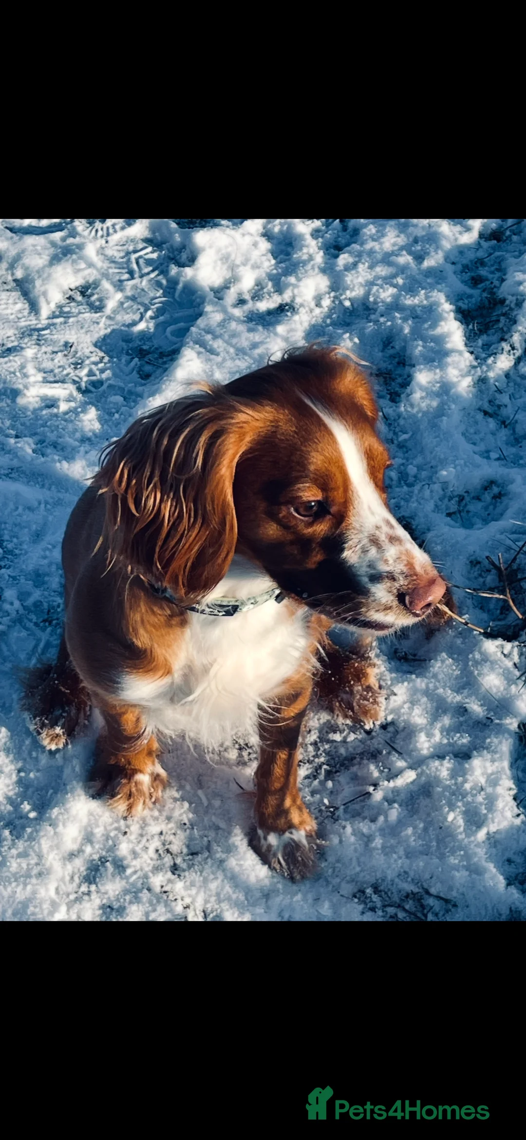 Cocker Spaniel dogs for sale: working cocker spaniel puppies in Perth - Advert 2